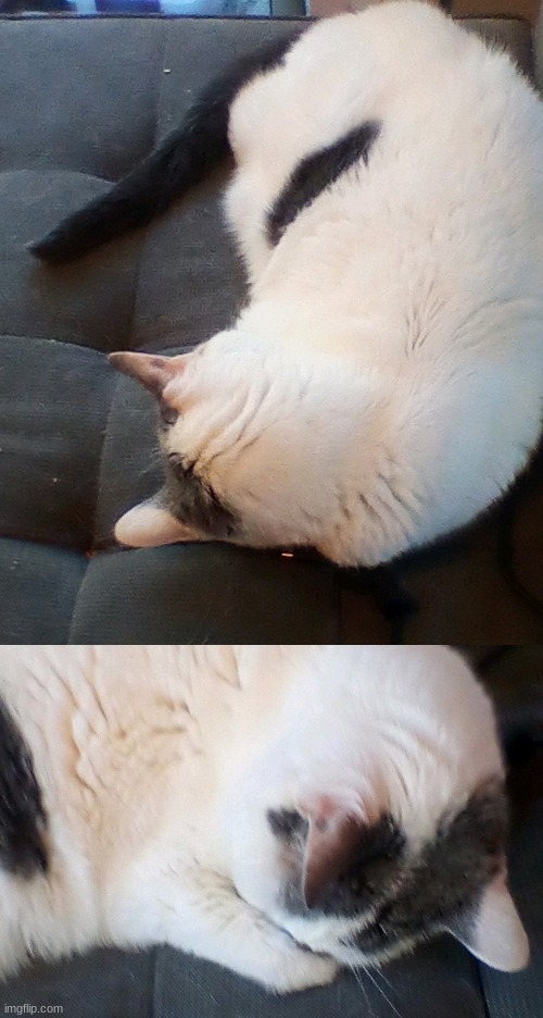 the eepy is sleeping like this near my charger | made w/ Imgflip meme maker