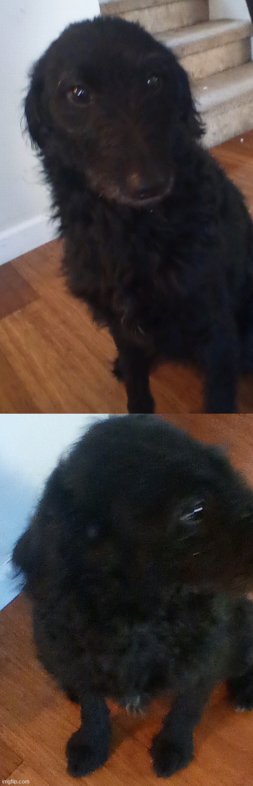 Black dog Blank Meme Template
