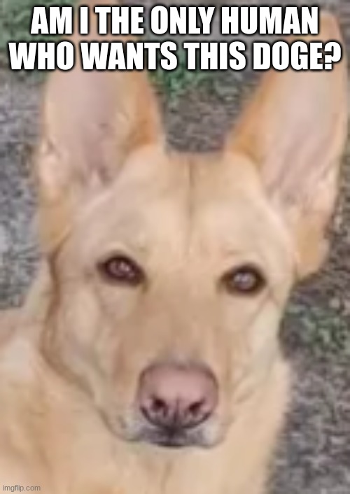 AM I THE ONLY HUMAN WHO WANTS THIS DOGE? | made w/ Imgflip meme maker