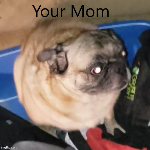 Your Mama | image tagged in your mom,yo mama,vibing pug,pug | made w/ Imgflip meme maker