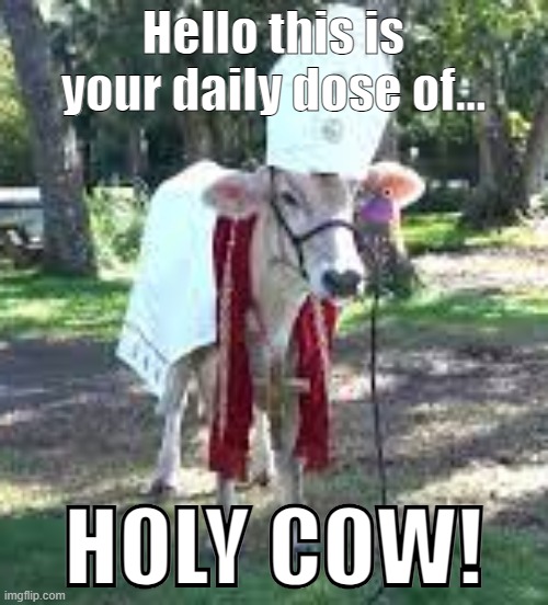 Holy cow | Hello this is your daily dose of... HOLY COW! | image tagged in holy cow | made w/ Imgflip meme maker