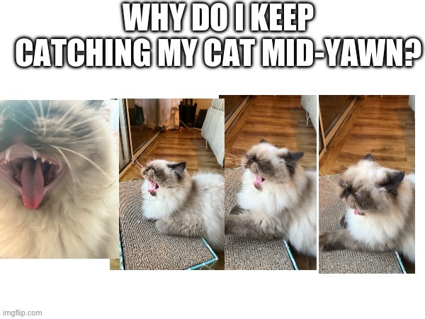 How tho? | image tagged in cats,yawning | made w/ Imgflip meme maker