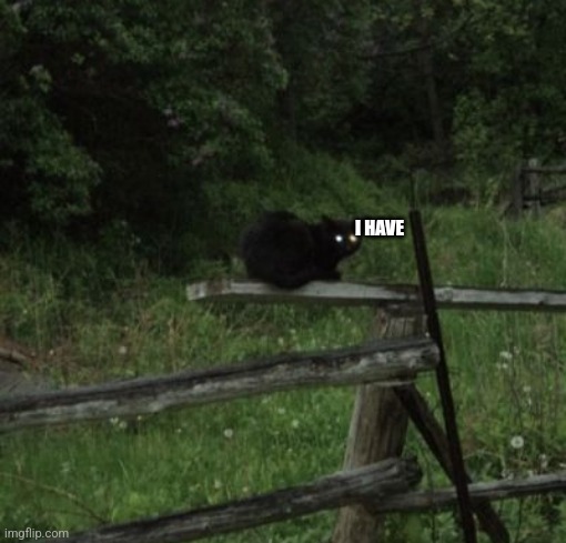 I have | I HAVE | image tagged in cat staring | made w/ Imgflip meme maker