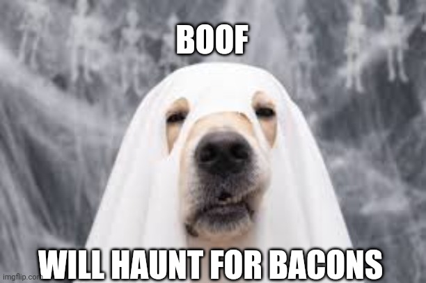 Halloween | BOOF; WILL HAUNT FOR BACONS | image tagged in funny dogs | made w/ Imgflip meme maker