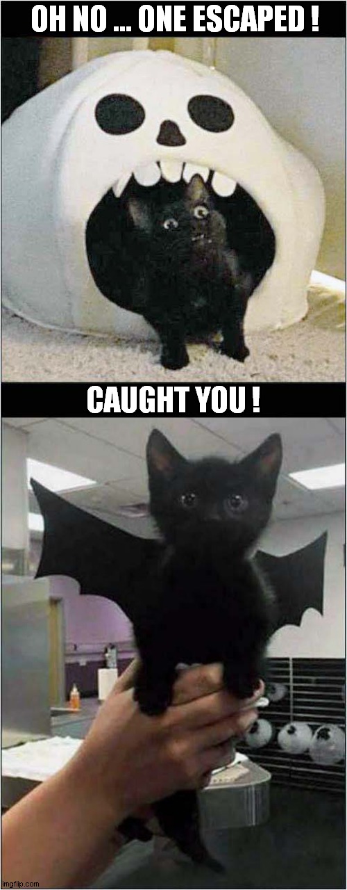 Bat Cat On The Loose ! | OH NO ... ONE ESCAPED ! CAUGHT YOU ! | image tagged in cats,bats,halloween | made w/ Imgflip meme maker