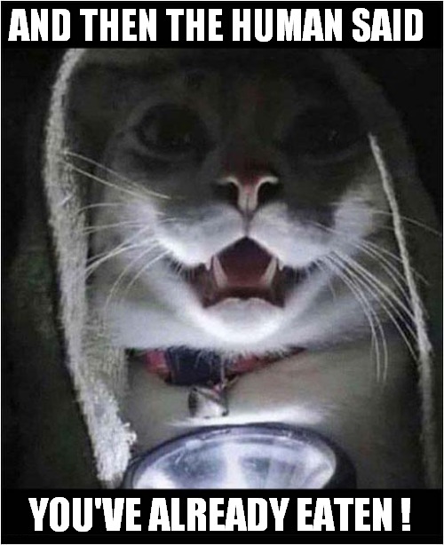 Scary Halloween Story | AND THEN THE HUMAN SAID; YOU'VE ALREADY EATEN ! | image tagged in cats,halloween,story | made w/ Imgflip meme maker