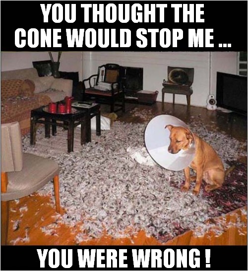 Look How Proud He Is ! | YOU THOUGHT THE CONE WOULD STOP ME ... YOU WERE WRONG ! | image tagged in dogs,cone,dog bed,destruction | made w/ Imgflip meme maker