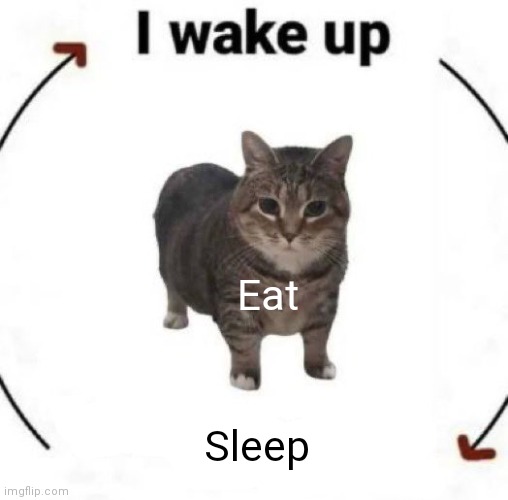 Wake up eat sleep | Eat; Sleep | image tagged in i wake up cat,funny memes | made w/ Imgflip meme maker