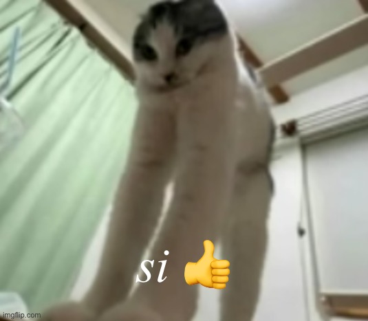 long gato | si 👍 | image tagged in long gato | made w/ Imgflip meme maker