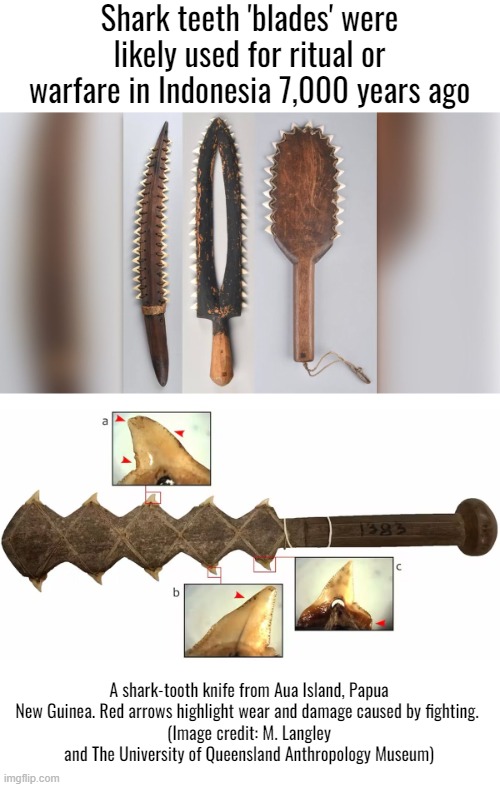 Badass | Shark teeth 'blades' were likely used for ritual or warfare in Indonesia 7,000 years ago; A shark-tooth knife from Aua Island, Papua New Guinea. Red arrows highlight wear and damage caused by fighting. 
(Image credit: M. Langley and The University of Queensland Anthropology Museum) | image tagged in archaeology,history | made w/ Imgflip meme maker