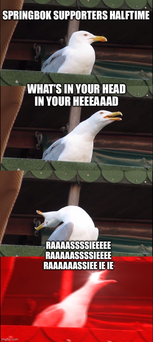 Inhaling Seagull | SPRINGBOK SUPPORTERS HALFTIME; WHAT’S IN YOUR HEAD
IN YOUR HEEEAAAD; RAAAASSSSIEEEEE
RAAAAASSSSIEEEE
RAAAAAASSIEE IE IE | image tagged in memes,inhaling seagull | made w/ Imgflip meme maker