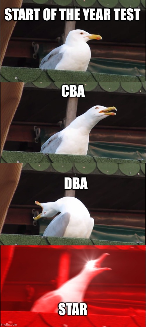 Inhaling Seagull | START OF THE YEAR TEST; CBA; DBA; STAR | image tagged in memes,inhaling seagull | made w/ Imgflip meme maker