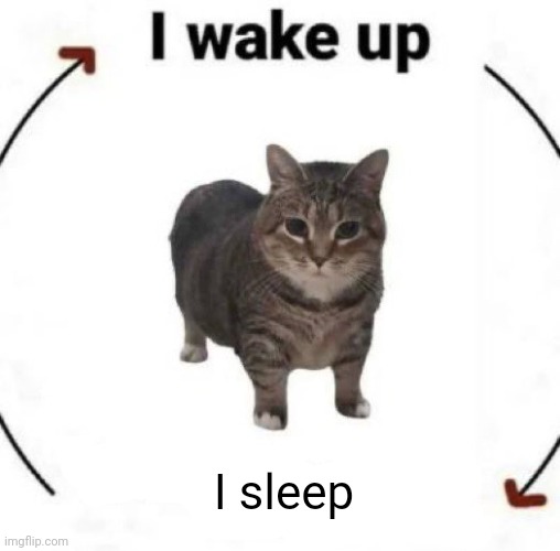 i wake up cat | I sleep | image tagged in i wake up cat | made w/ Imgflip meme maker