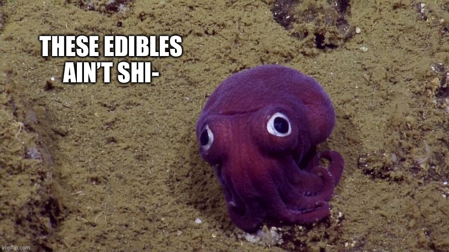 These Edibles Ain’t Shi- | THESE EDIBLES AIN’T SHI- | image tagged in stubby squid,cute animals,animal meme,drugs,funny animal meme | made w/ Imgflip meme maker