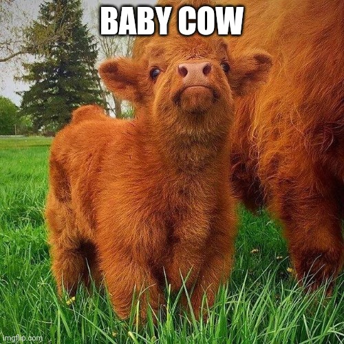Thats it im never eating beef again | BABY COW | made w/ Imgflip meme maker
