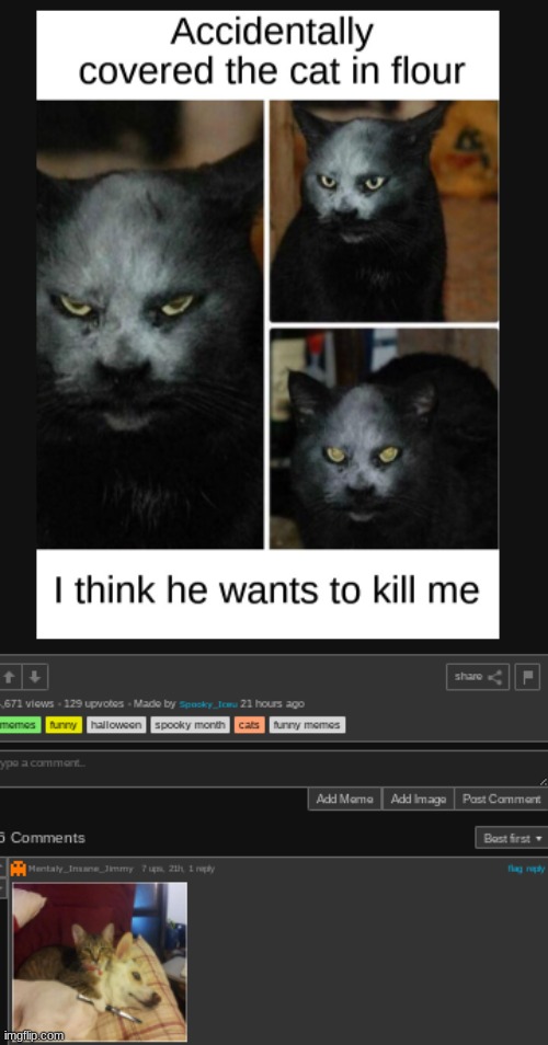 meh | image tagged in cat | made w/ Imgflip meme maker