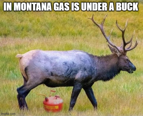 meme by Brad gas is under a buck | IN MONTANA GAS IS UNDER A BUCK | image tagged in animals | made w/ Imgflip meme maker