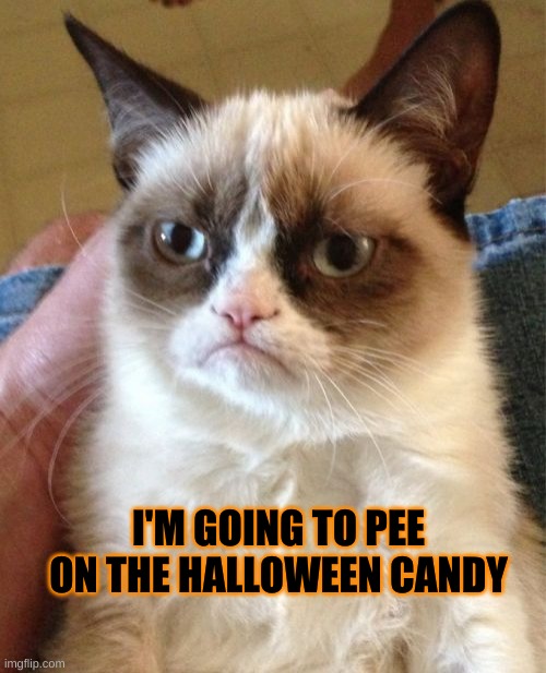 There are no cat treats! | I'M GOING TO PEE ON THE HALLOWEEN CANDY | image tagged in grumpy cat,pee,candy,happy halloween,trick or treat | made w/ Imgflip meme maker