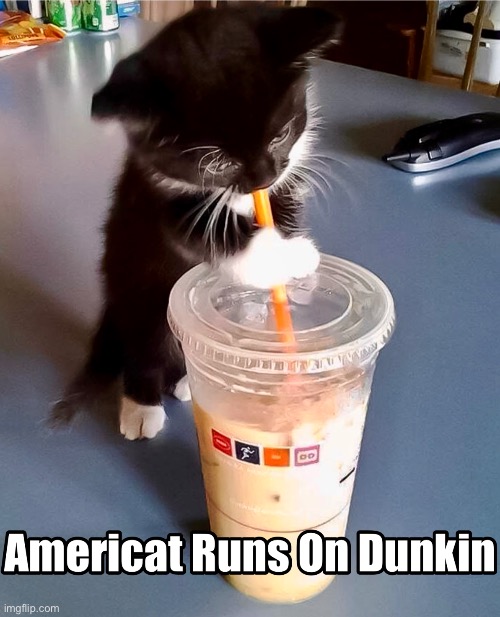Coffee Cat | image tagged in cat,kitten,coffee,dunkin donuts,coffee addict | made w/ Imgflip meme maker