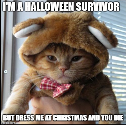 cute cate | I'M A HALLOWEEN SURVIVOR; BUT DRESS ME AT CHRISTMAS AND YOU DIE | image tagged in cute cat,kitty,dress up,smug | made w/ Imgflip meme maker