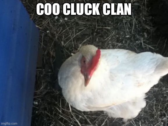 comment | COO CLUCK CLAN | image tagged in memes,angry chicken boss | made w/ Imgflip meme maker