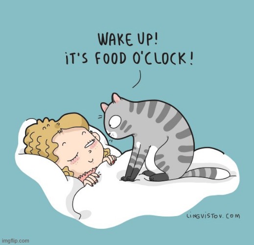 A Cat's Way Of Thinking | image tagged in memes,comics/cartoons,cats,wake up,food,o'clock | made w/ Imgflip meme maker
