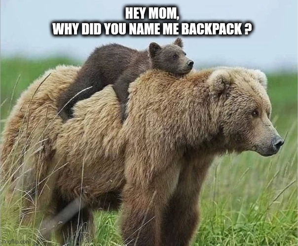 Bear backpack | HEY MOM,
WHY DID YOU NAME ME BACKPACK ? | image tagged in backpack | made w/ Imgflip meme maker