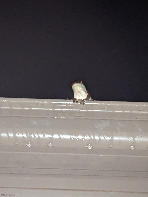 Saw this guy in my gutter, little man getting the best rainwater rn | made w/ Imgflip meme maker