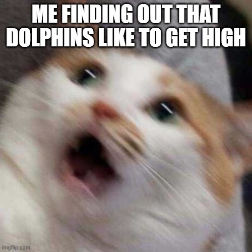 search it up | ME FINDING OUT THAT DOLPHINS LIKE TO GET HIGH | image tagged in oh no cat | made w/ Imgflip meme maker