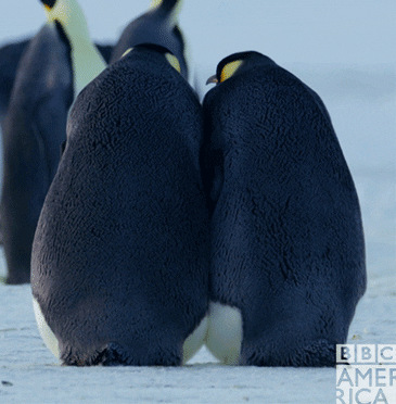 High Quality sleeping penguins Blank Meme Template