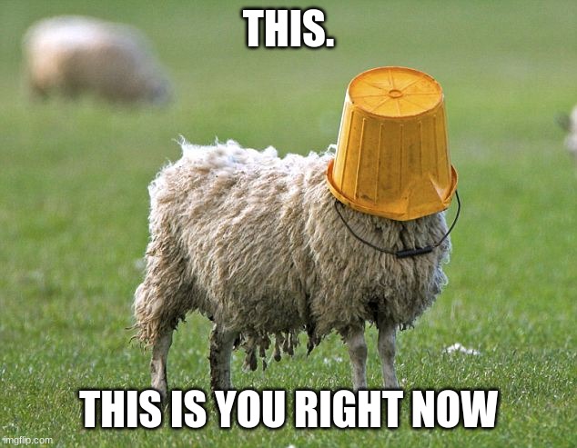 stupid sheep | THIS. THIS IS YOU RIGHT NOW | image tagged in stupid sheep | made w/ Imgflip meme maker