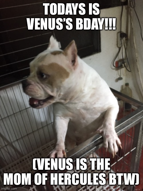 happy 4TH BDAY111!!!! | TODAYS IS VENUS’S BDAY!!! (VENUS IS THE MOM OF HERCULES BTW) | made w/ Imgflip meme maker