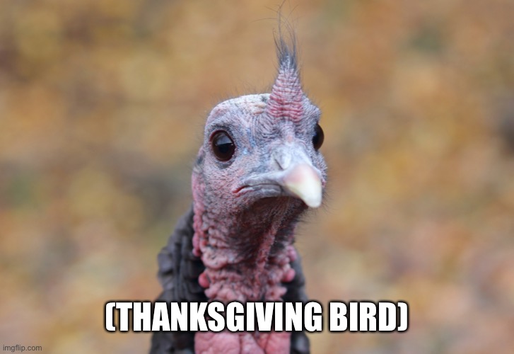 Sad Turkey | (THANKSGIVING BIRD) | image tagged in sad turkey | made w/ Imgflip meme maker