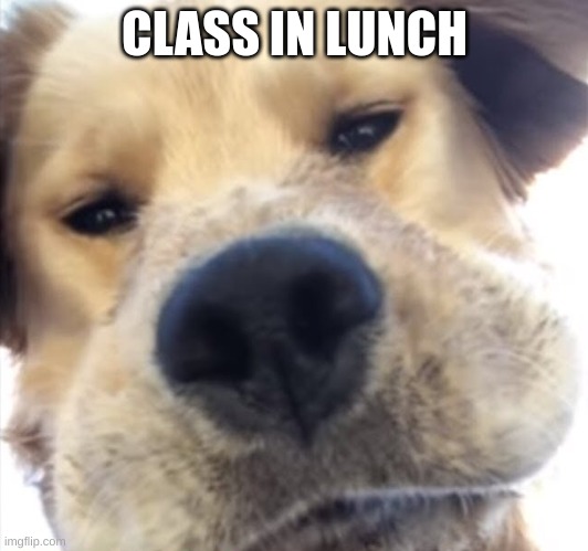 Doggo bruh | CLASS IN LUNCH | image tagged in doggo bruh | made w/ Imgflip meme maker