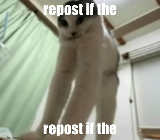long gato | repost if the; repost if the | image tagged in long gato | made w/ Imgflip meme maker