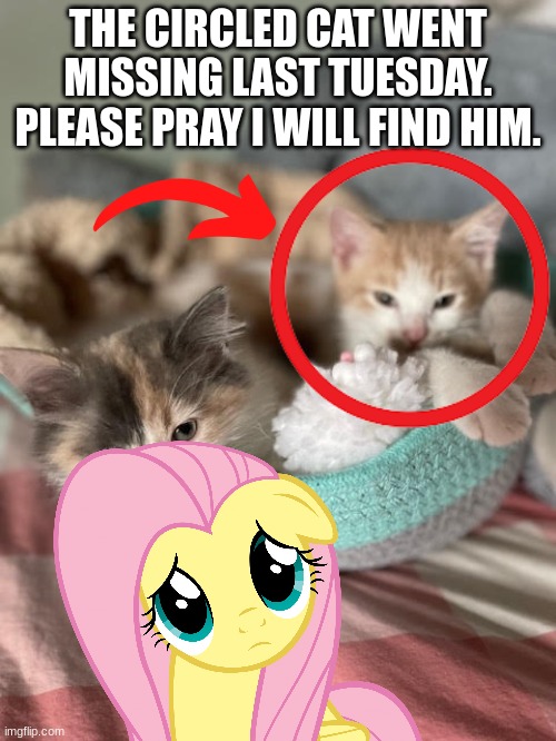 plz pray i will find him | THE CIRCLED CAT WENT MISSING LAST TUESDAY. PLEASE PRAY I WILL FIND HIM. | image tagged in chloe and mac,cat,missing cat | made w/ Imgflip meme maker