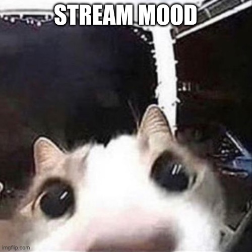 Cat sniff | STREAM MOOD | image tagged in cat sniff | made w/ Imgflip meme maker