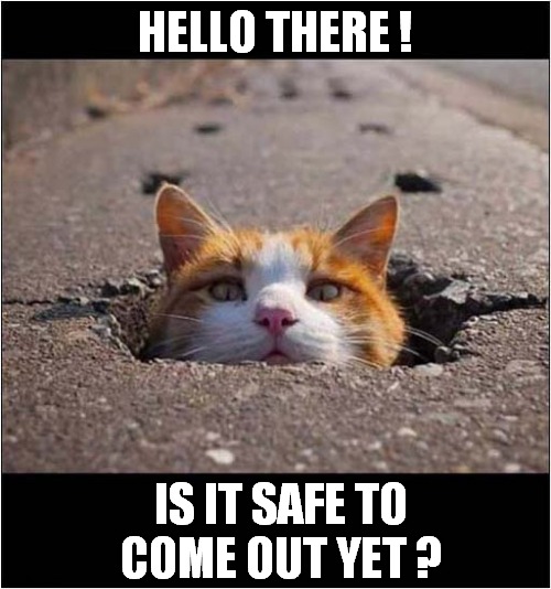 Is Spooktober Over ? | HELLO THERE ! IS IT SAFE TO COME OUT YET ? | image tagged in cats,spooktober | made w/ Imgflip meme maker