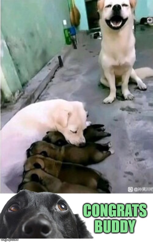 CONGRATS
BUDDY | image tagged in dog,puppies,paternity | made w/ Imgflip meme maker