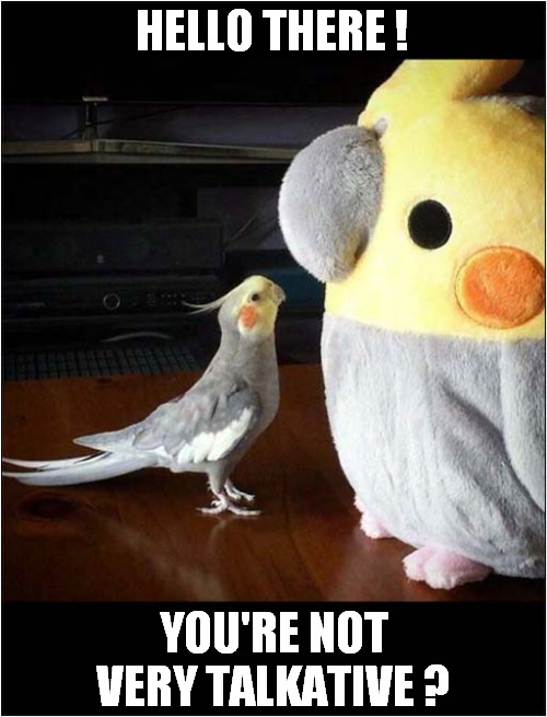 Confused Cockatiel ! | HELLO THERE ! YOU'RE NOT VERY TALKATIVE ? | image tagged in birds,cockatiel,confusion | made w/ Imgflip meme maker