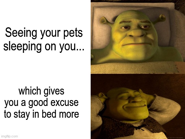 Best excuse to anyone who has a soul | Seeing your pets sleeping on you... which gives you a good excuse to stay in bed more | image tagged in memes,funny,shrek,sleep,pets,Shrek | made w/ Imgflip meme maker