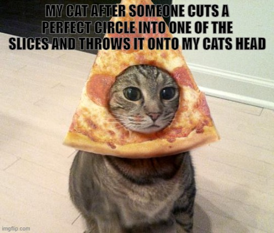 :<> | MY CAT AFTER SOMEONE CUTS A PERFECT CIRCLE INTO ONE OF THE SLICES AND THROWS IT ONTO MY CATS HEAD | image tagged in pizza cat | made w/ Imgflip meme maker