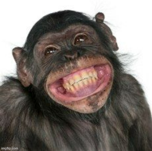 Random Chimp | image tagged in grinning chimp | made w/ Imgflip meme maker