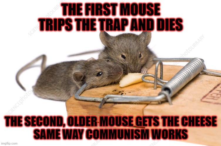 First mouse | THE FIRST MOUSE TRIPS THE TRAP AND DIES; THE SECOND, OLDER MOUSE GETS THE CHEESE
SAME WAY COMMUNISM WORKS | image tagged in 2 mice,2,mouse,trap,mouse trap,communism | made w/ Imgflip meme maker