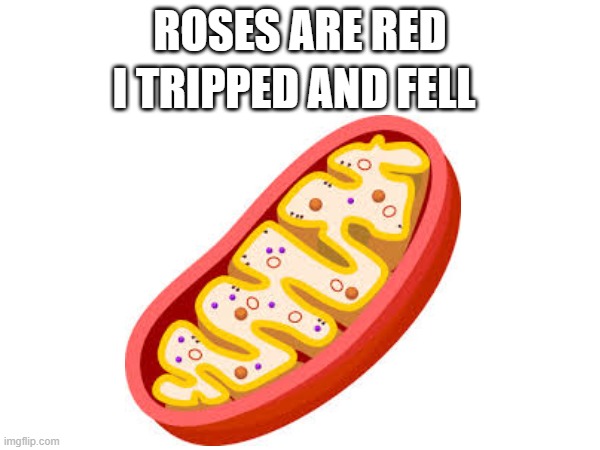 if you understand you are a legend | I TRIPPED AND FELL; ROSES ARE RED | made w/ Imgflip meme maker