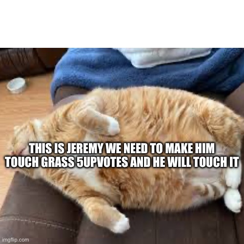 Touch grass | THIS IS JEREMY WE NEED TO MAKE HIM TOUCH GRASS 5UPVOTES AND HE WILL TOUCH IT | image tagged in cat | made w/ Imgflip meme maker