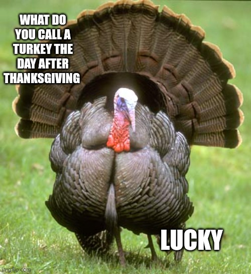Turkey Meme | WHAT DO YOU CALL A TURKEY THE DAY AFTER THANKSGIVING; LUCKY | image tagged in memes,turkey | made w/ Imgflip meme maker