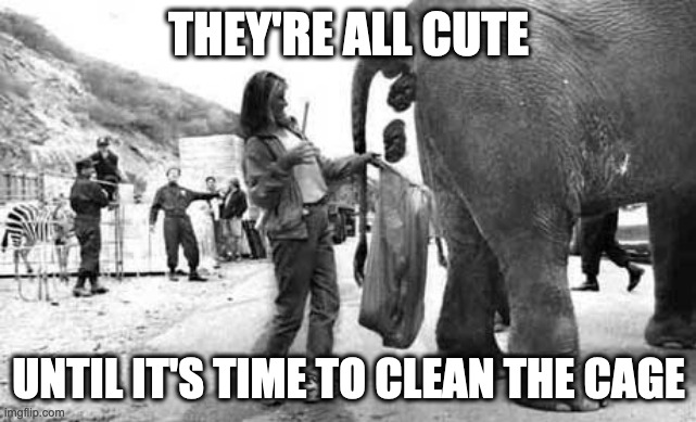 Elephant Poop Bad Day | THEY'RE ALL CUTE; UNTIL IT'S TIME TO CLEAN THE CAGE | image tagged in elephant poop bad day | made w/ Imgflip meme maker