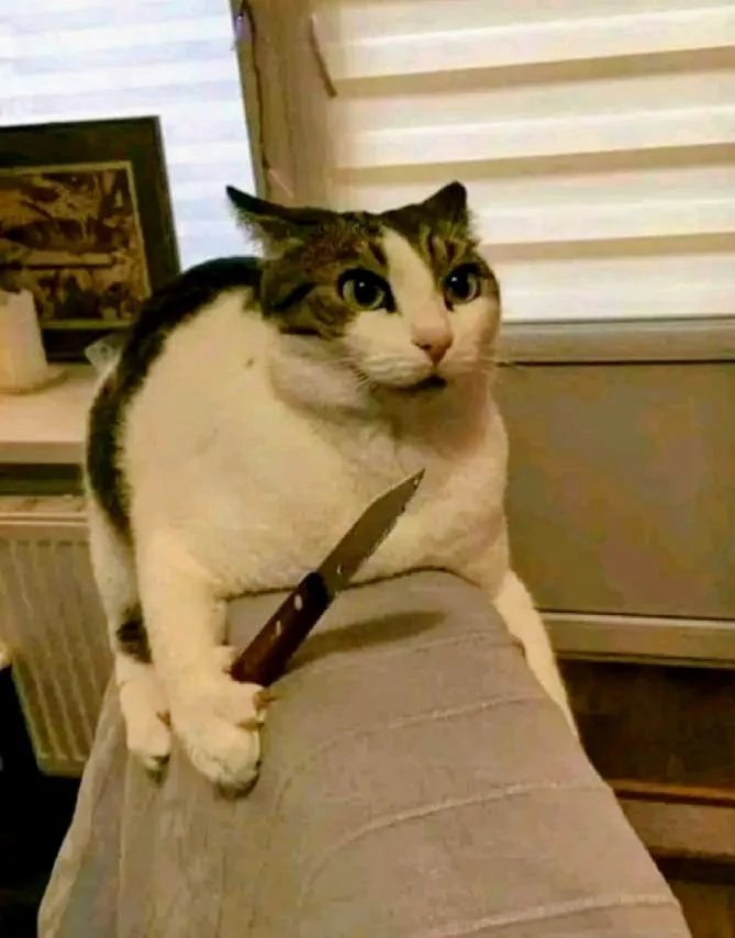 High Quality Cat with knife Blank Meme Template
