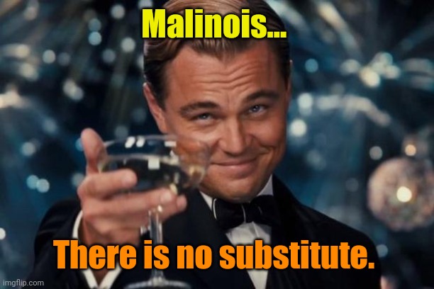 Leonardo Dicaprio Cheers Meme | Malinois... There is no substitute. | image tagged in memes,leonardo dicaprio cheers | made w/ Imgflip meme maker